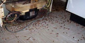 Поморить тараканов в квартире в Махачкале, цены