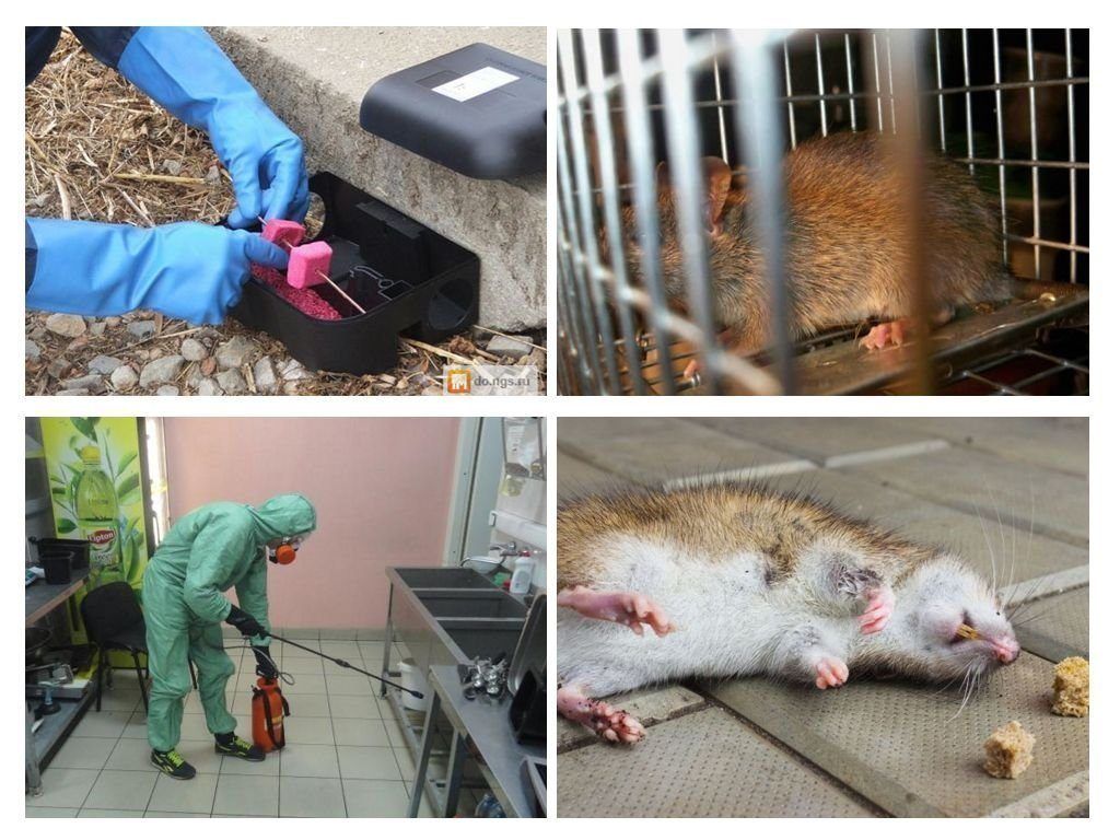 Фирма по уничтожению грызунов, крыс и мышей в Махачкале