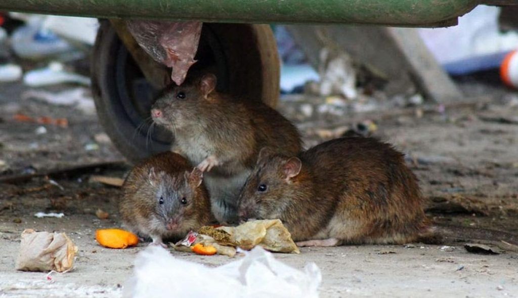 Травить грызунов крыс и мышей в Махачкале
