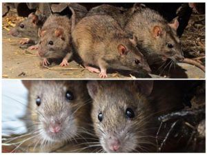 Травить грызунов крыс и мышей в Махачкале