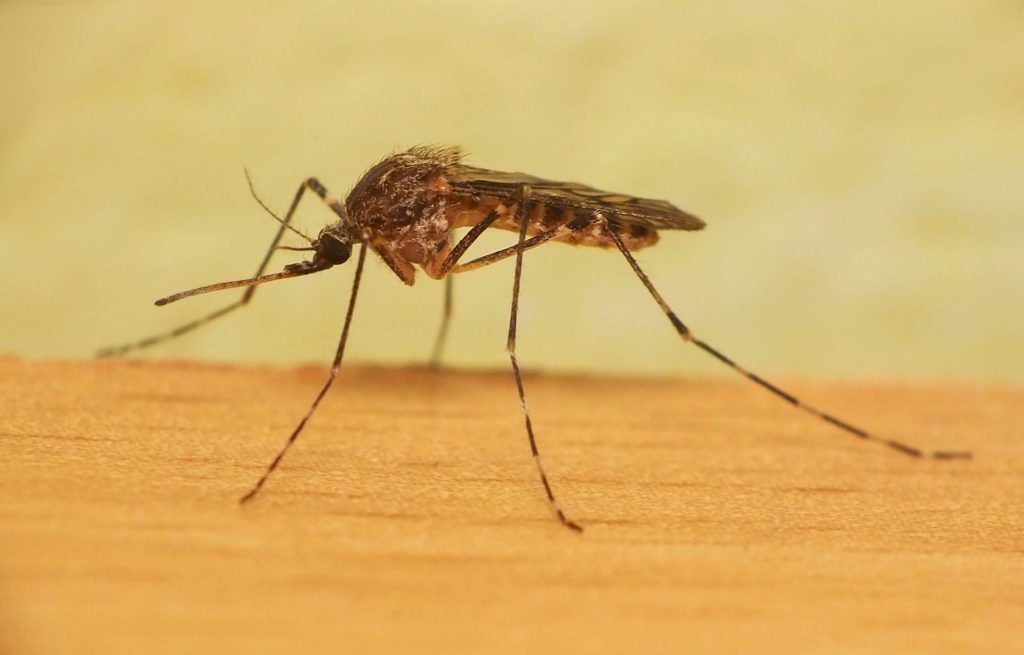 Уничтожение комаров в Махачкале