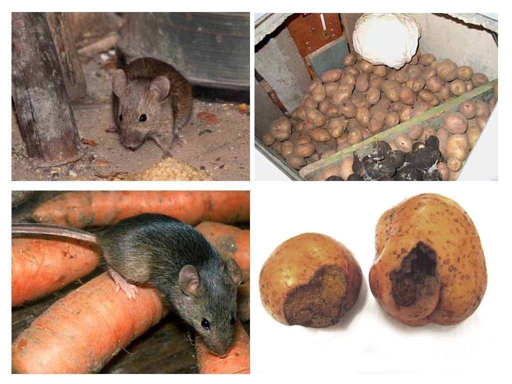 Обработка от грызунов крыс и мышей в Махачкале
