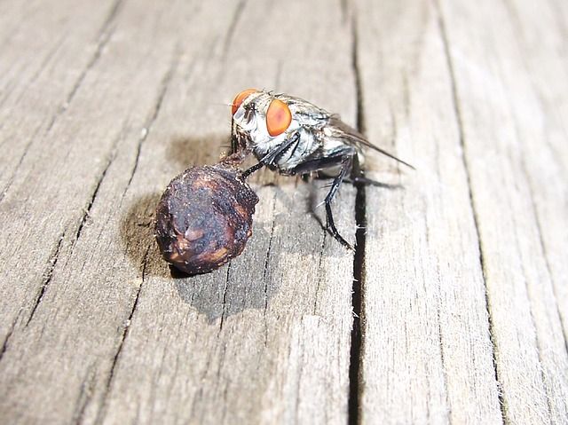 Профессиональное уничтожение мух в Махачкале с гарантией