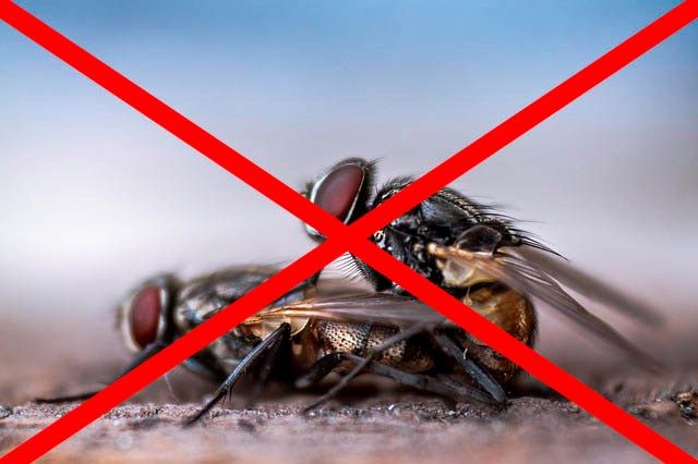 Профессиональное уничтожение мух в Махачкале с гарантией