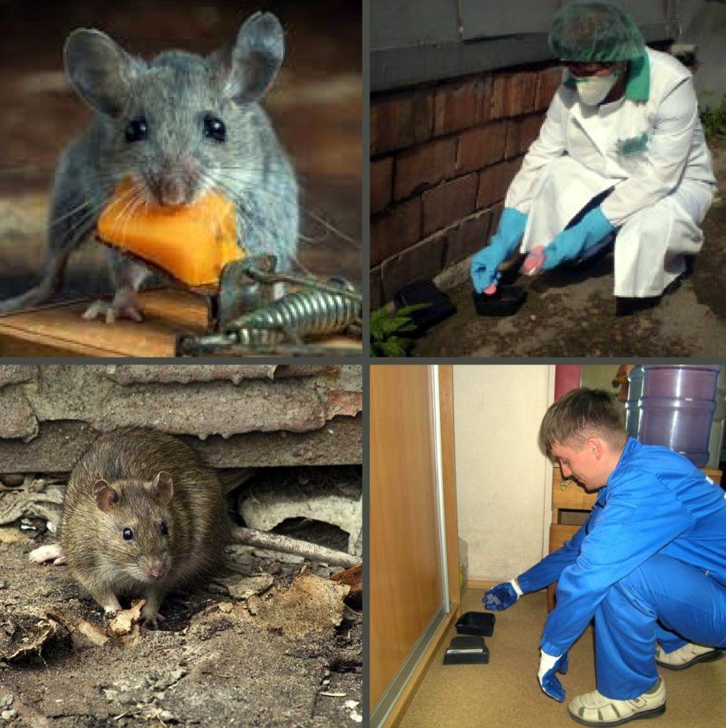Дезинфекция от грызунов, крыс и мышей в Махачкале
