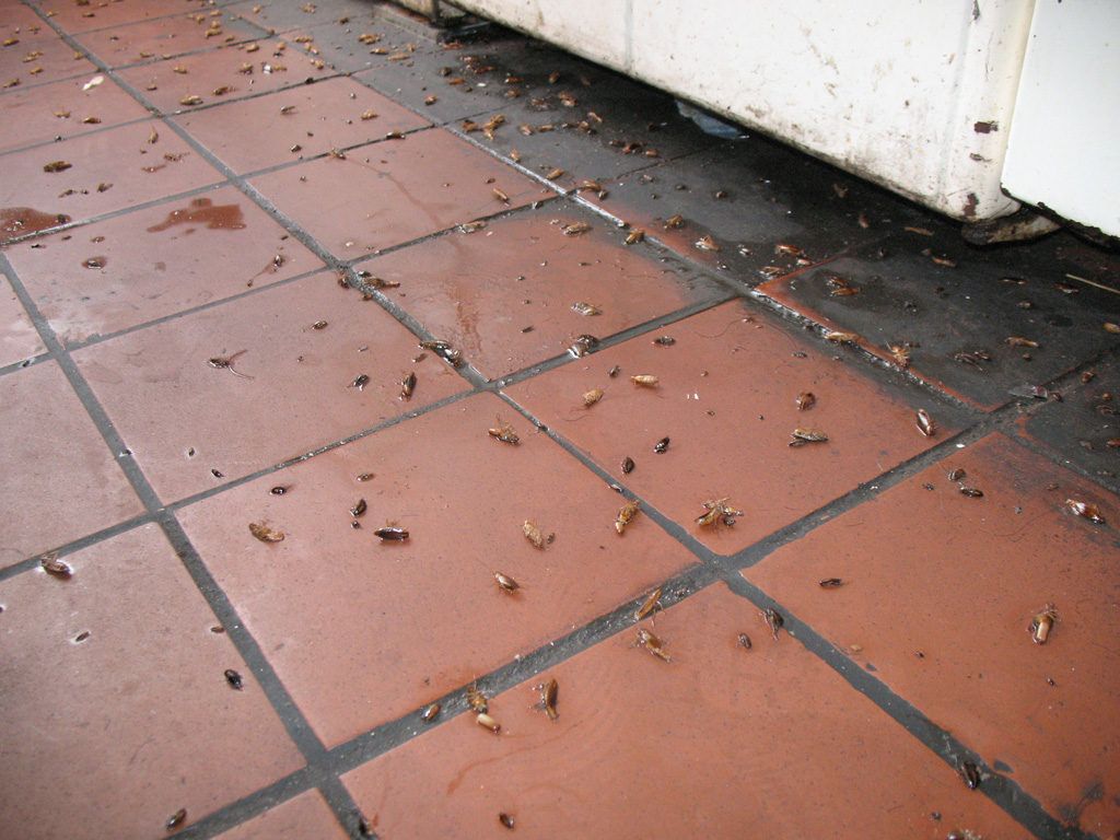Уничтожение тараканов в квартире в Махачкале 