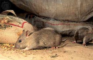 Дератизация от грызунов от крыс и мышей в Махачкале