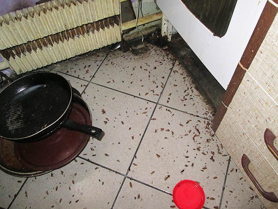 Санэпидемстанция от тараканов в Махачкале, вызвать, цены